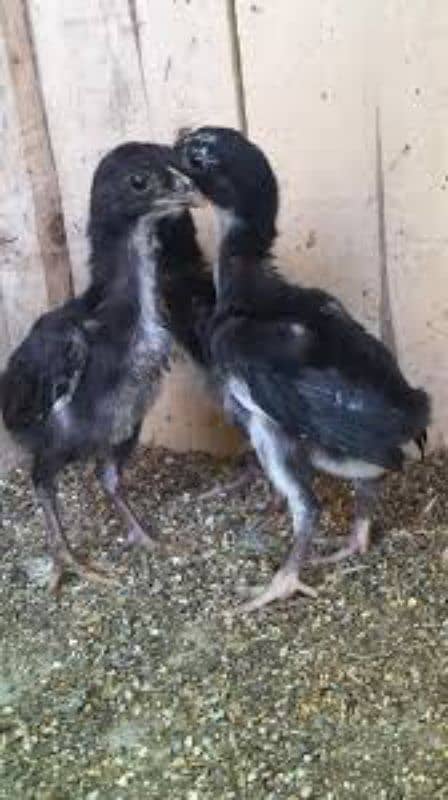 thai cross Aseel, white silkie, black polish, black rosecomb chicks, 10