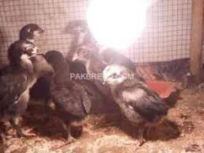 thai cross Aseel, white silkie, black polish, black rosecomb chicks, 12