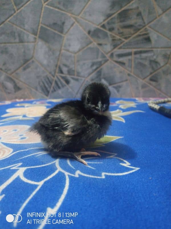 thai cross Aseel, white silkie, black polish, black rosecomb chicks, 13