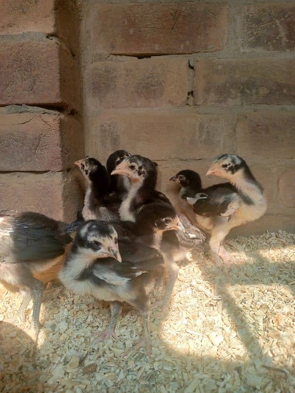 thai cross Aseel, white silkie, black polish, black rosecomb chicks, 15