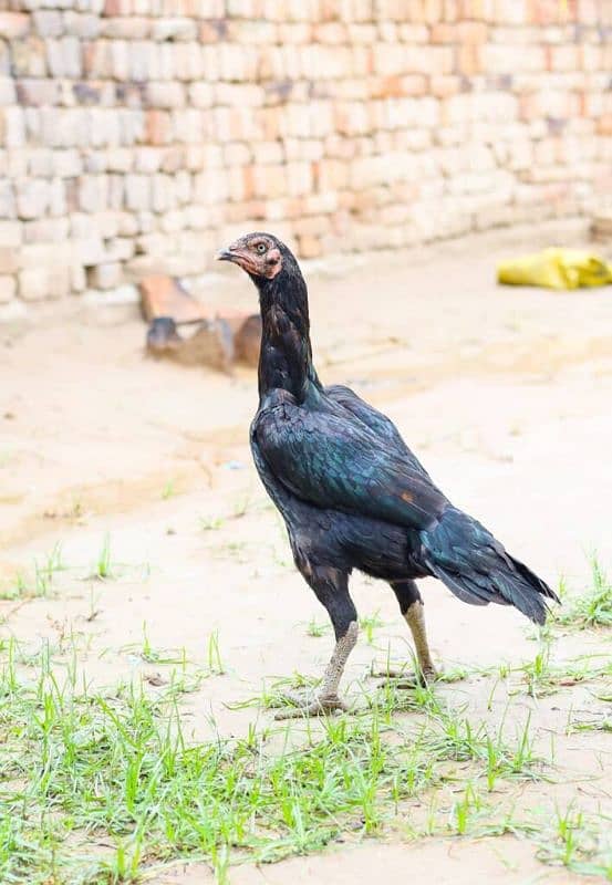 thai cross Aseel, white silkie, black polish, black rosecomb chicks, 16