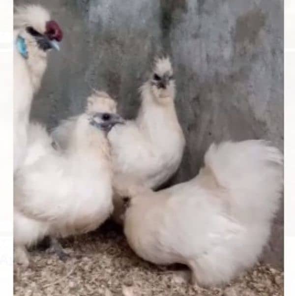 thai cross Aseel, white silkie, black polish, black rosecomb chicks, 17