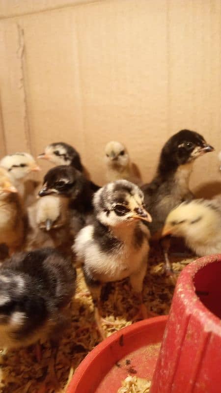 thai cross Aseel, white silkie, black polish, black rosecomb chicks, 18