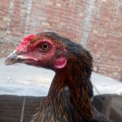 Egg laying aseel murgi available 03350661457