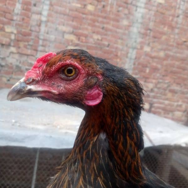 Egg laying aseel murgi available 03350661457 0