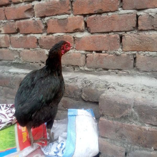 Egg laying aseel murgi available 03350661457 1