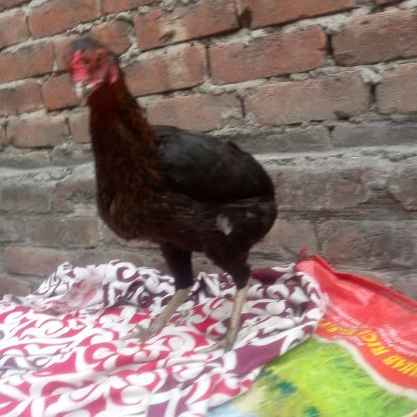 Egg laying aseel murgi available 03350661457 2