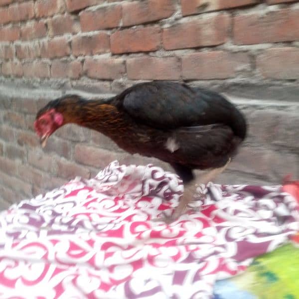 Egg laying aseel murgi available 03350661457 3