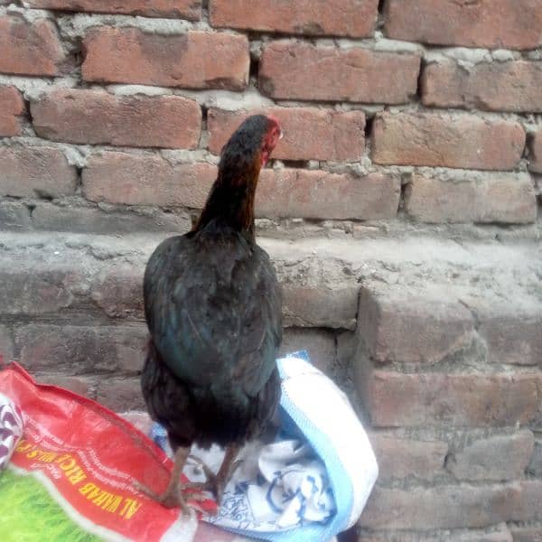 Egg laying aseel murgi available 03350661457 4