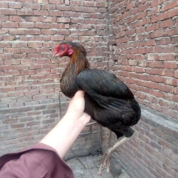 Egg laying aseel murgi available 03350661457 5