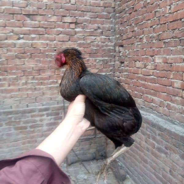 Egg laying aseel murgi available 03350661457 6