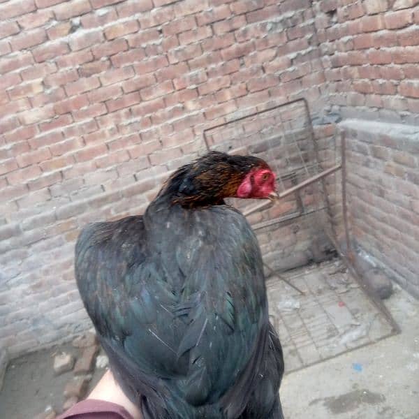 Egg laying aseel murgi available 03350661457 7