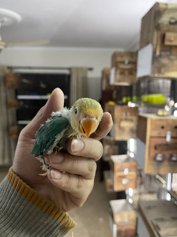 Lovebird chicks and breeder pairs 0