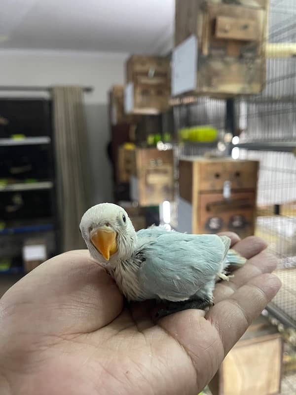 Lovebird chicks and breeder pairs 2