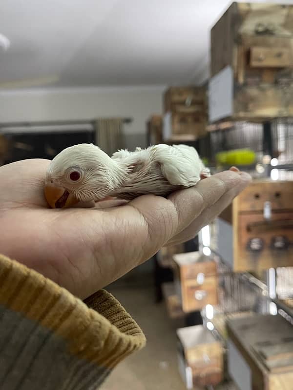 Lovebird chicks and breeder pairs 3