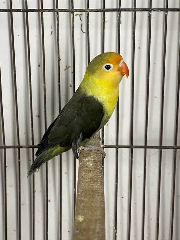 Lovebird chicks and breeder pairs 5