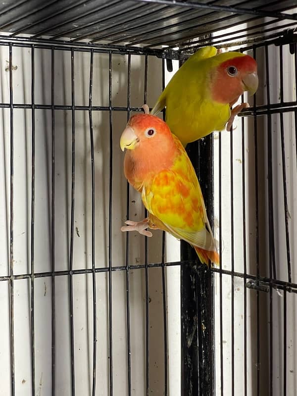 Lovebird chicks and breeder pairs 6