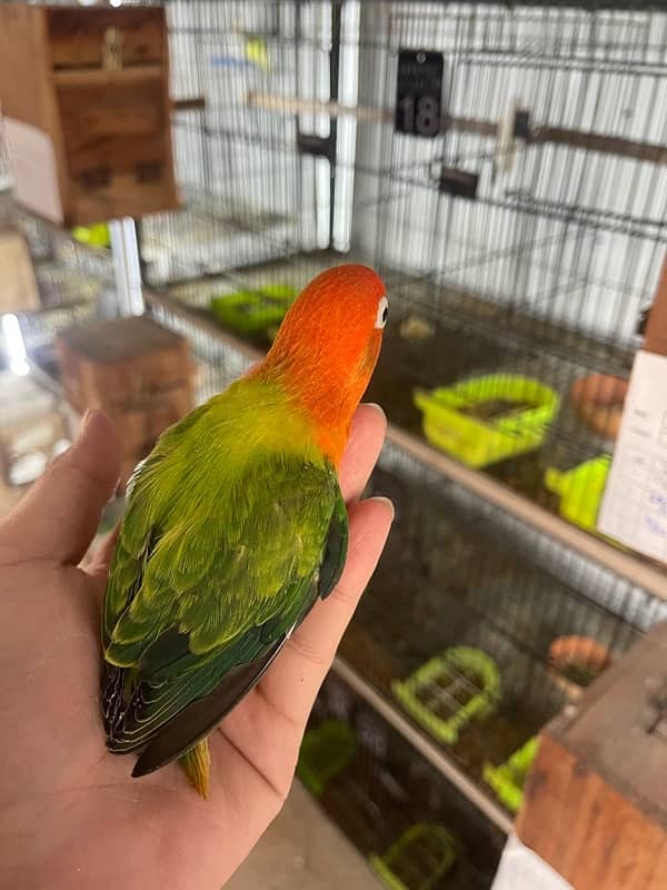 Lovebird chicks and breeder pairs 7