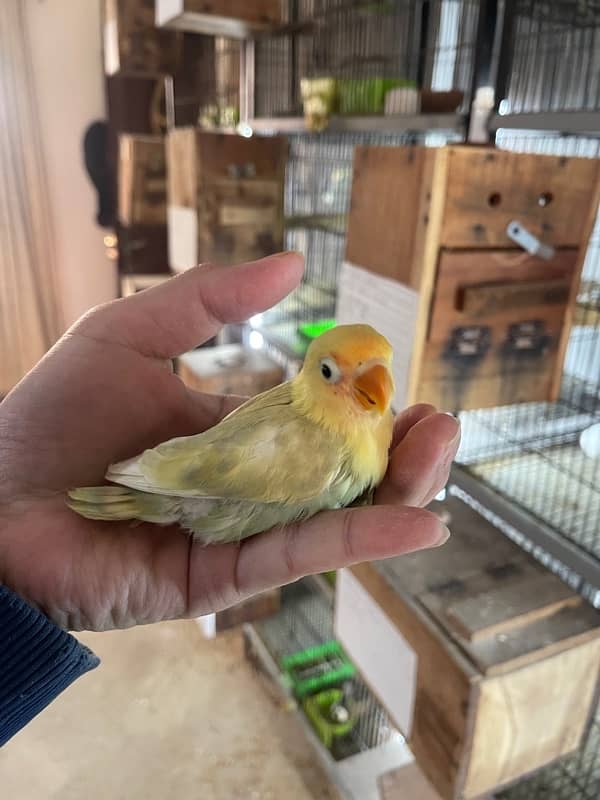 Lovebird chicks and breeder pairs 8