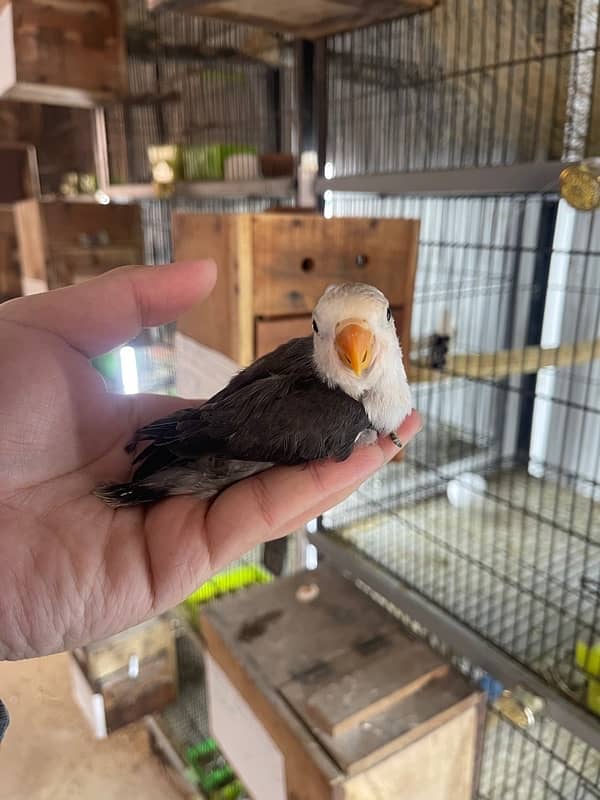 Lovebird chicks and breeder pairs 9