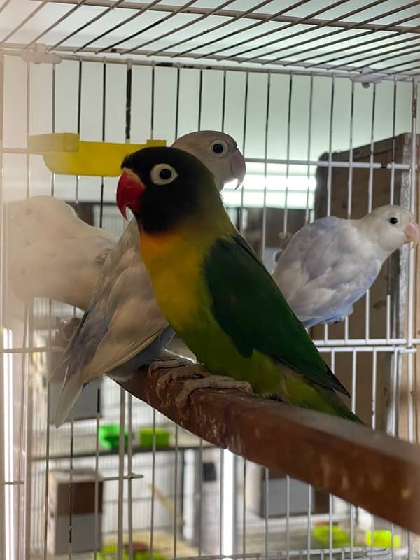 Lovebird chicks and breeder pairs 10