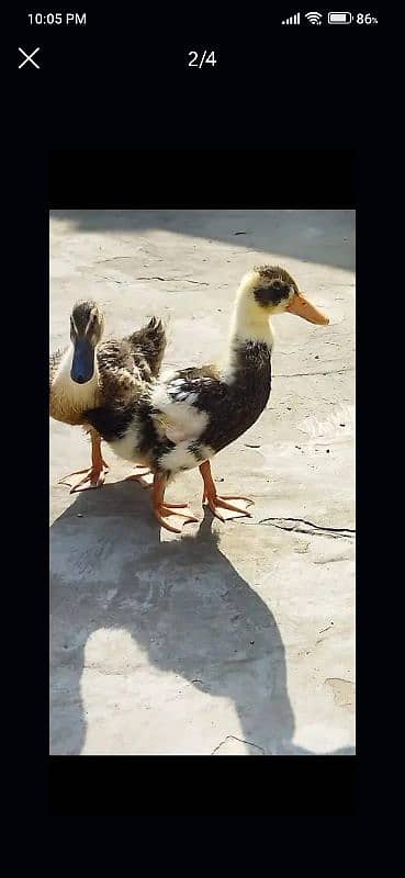 Desi healthy ducks pair 0