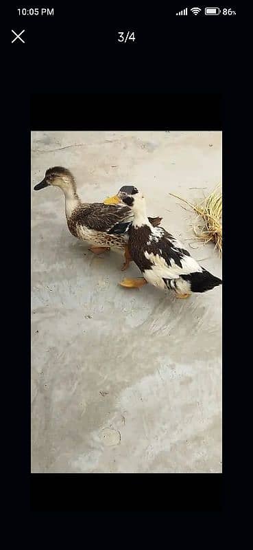 Desi healthy ducks pair 1