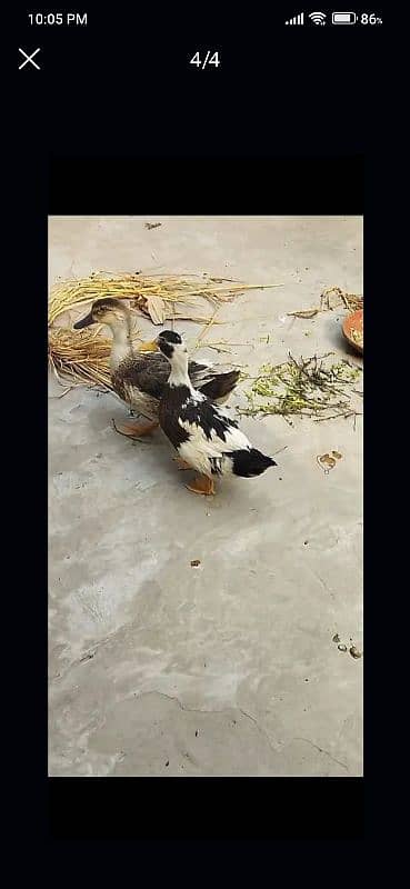 Desi healthy ducks pair 2