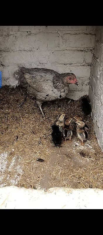 Sleeeti chicks, starter desi hen 3