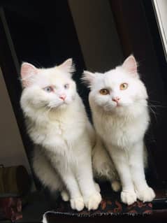 CATs pair