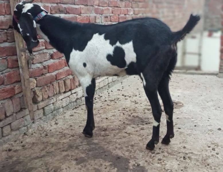 Ambersari Bakri 2