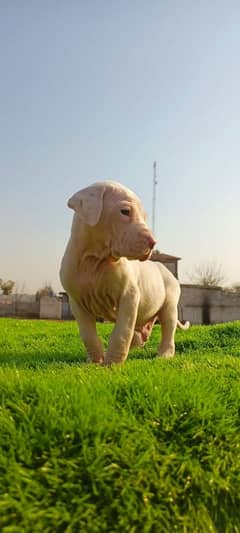 Extreme Size/Quality Pakistani Bully Kutta Puppy