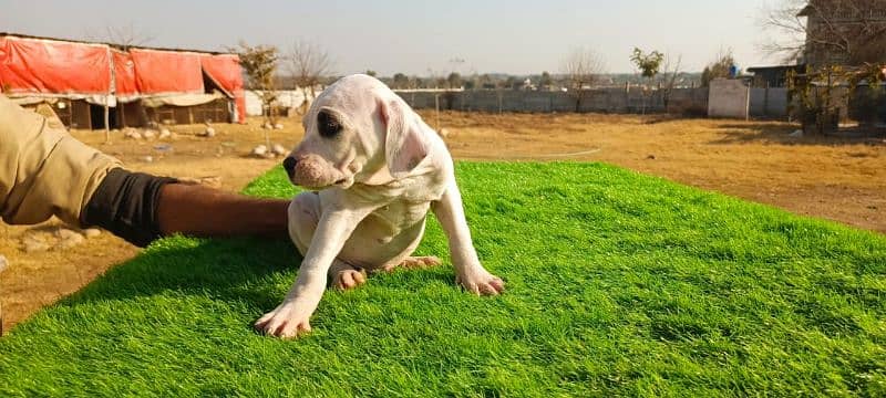 Extreme Size/Quality Pakistani Bully Kutta Puppies. 8