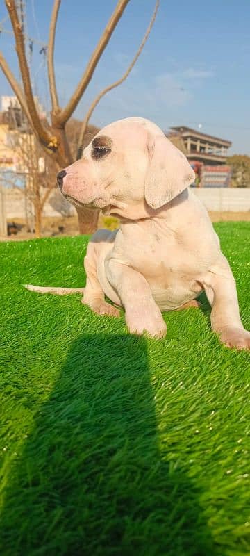 Extreme Size/Quality Pakistani Bully Kutta Puppies. 6