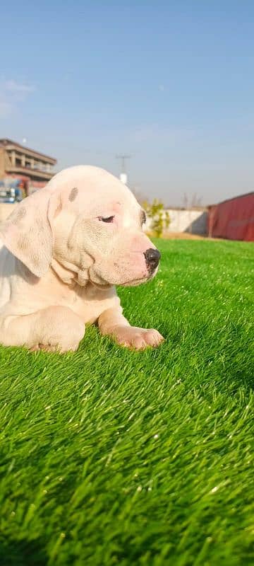 Extreme Size/Quality Pakistani Bully Kutta Puppies. 7