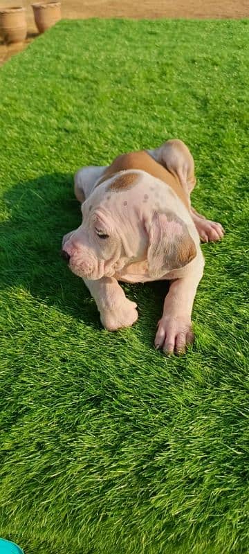 Extreme Size/Quality Pakistani Bully Kutta Puppies. 3