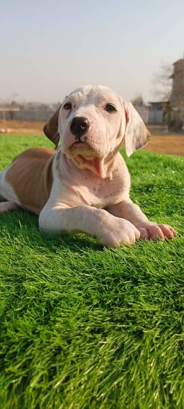 Extreme Size/Quality Pakistani Bully Kutta Puppies. 5