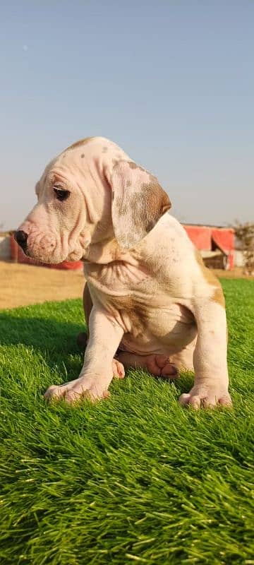 Extreme Size/Quality Pakistani Bully Kutta Puppies. 4