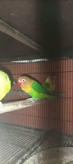 love bird Fisher breeder pair