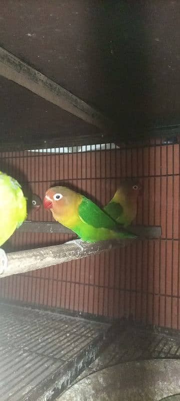 love bird Fisher breeder pair 0