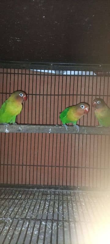 love bird Fisher breeder pair 1