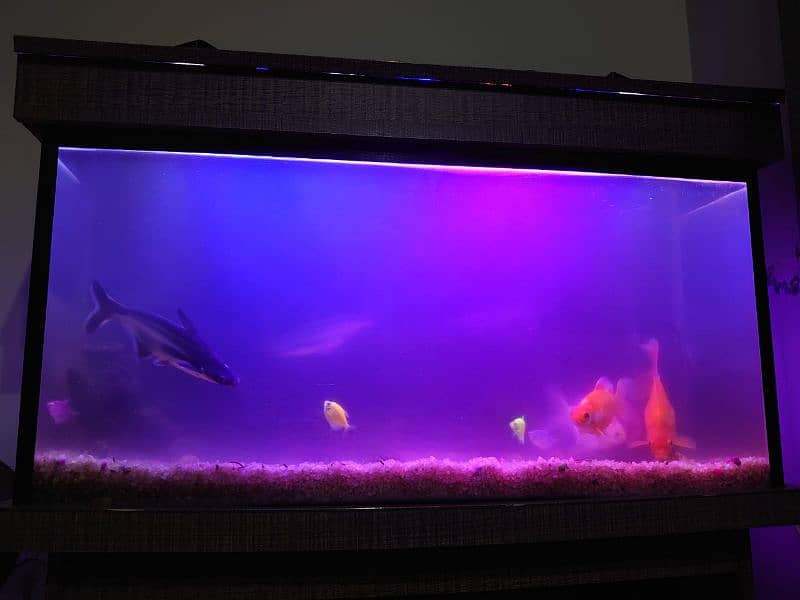 FISH AQUARIUM 0