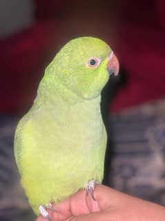 green parrot