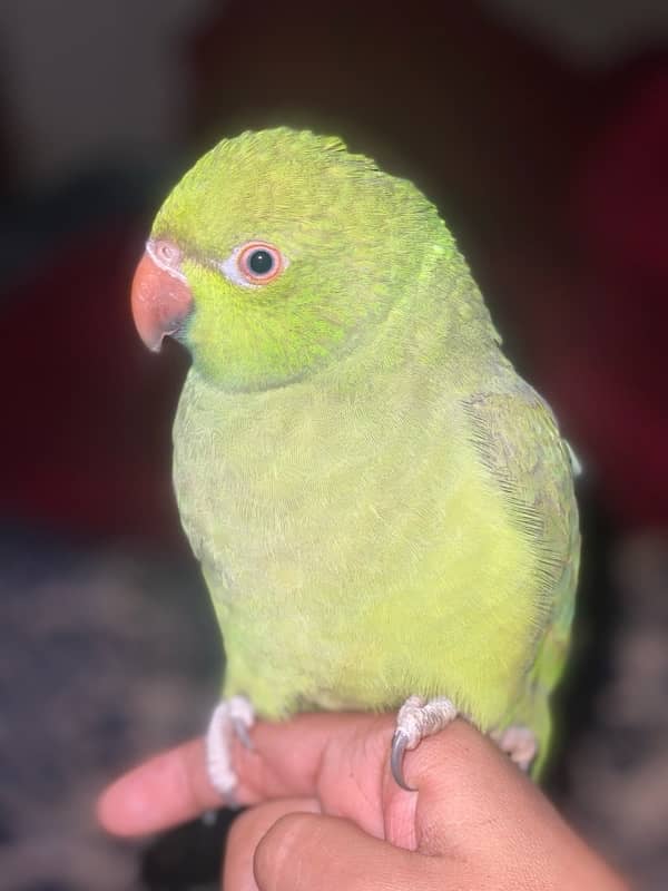 green parrot 1