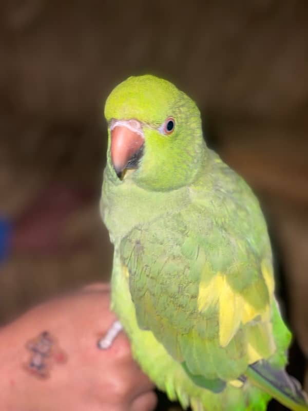 green parrot 3