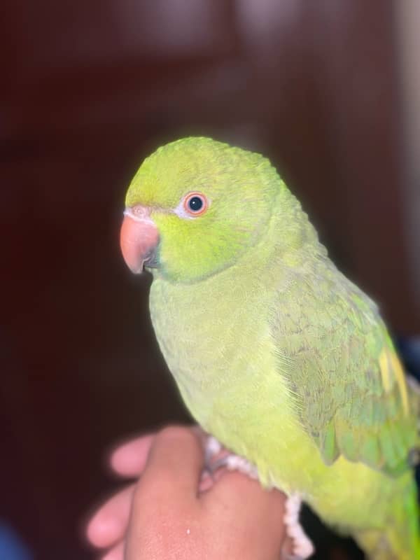 green parrot 5