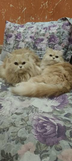 GOLDEN PERSIAN CAT PAIR AVAILABLE FOR SALE