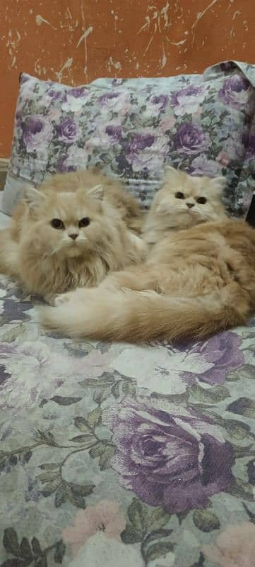 GOLDEN PERSIAN CAT PAIR AVAILABLE FOR SALE 0