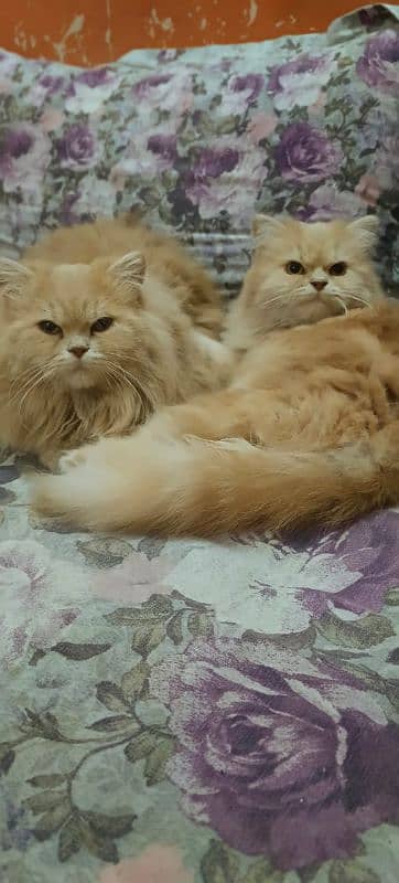 GOLDEN PERSIAN CAT PAIR AVAILABLE FOR SALE 1