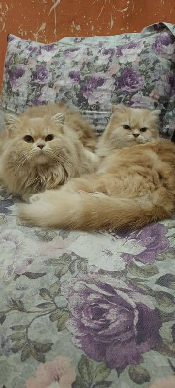 GOLDEN PERSIAN CAT PAIR AVAILABLE FOR SALE 2